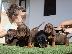 PoulaTo: Dachshund